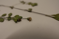 Phyla nodiflora minor