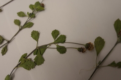 Phyla nodiflora minor