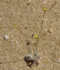Eriogonum reniforme