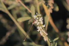 Argentagrion ambiguum