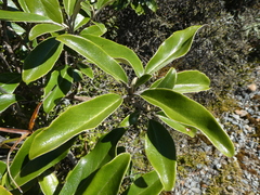 Brachyglottis buchananii