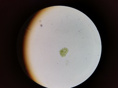 Pseudopediastrum integrum