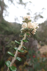 Pimelea nivea