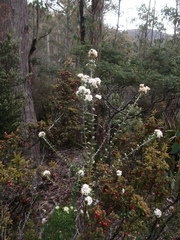 Pimelea nivea