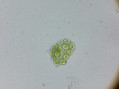 Pseudopediastrum integrum