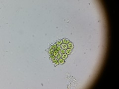 Pseudopediastrum integrum