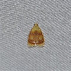 Acleris curvalana