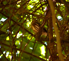 Glaucidium