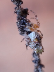 Cyclosa berlandi