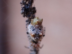 Cyclosa berlandi