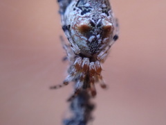 Cyclosa berlandi