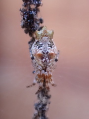 Cyclosa berlandi
