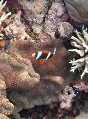 Amphiprion