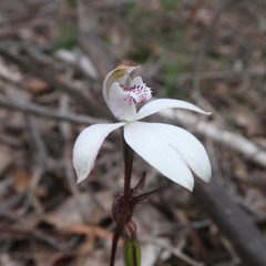 Caladenia gracilis