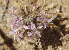Polemoniaceae