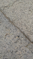 Dicronocephalus adamsi