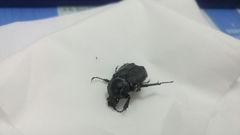 Dicronocephalus adamsi