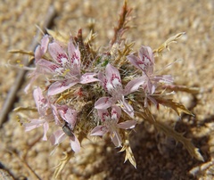 Polemoniaceae