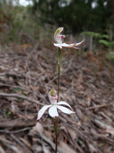 Image of Caladenia gracilis by no rights reserved