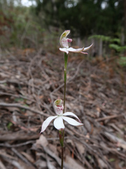 Caladenia gracilis