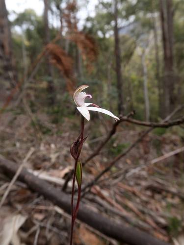 Image of Caladenia gracilis by no rights reserved