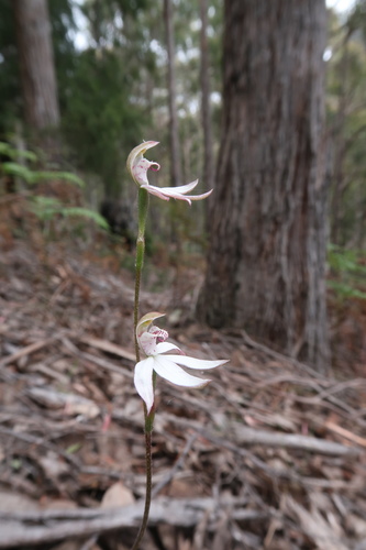 Image of Caladenia gracilis by no rights reserved