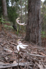 Caladenia gracilis
