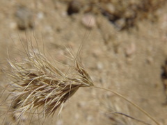 Bromus madritensis