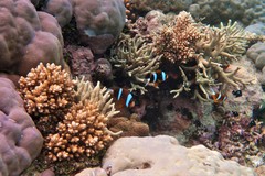 Amphiprion