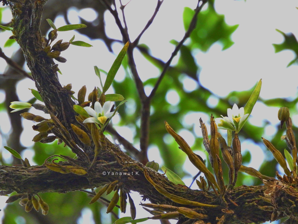 Dendrobium scabrilingue Lindl.