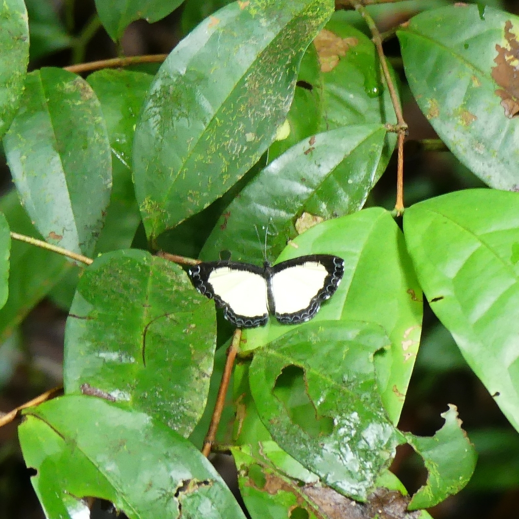 Nymphidium cachrus