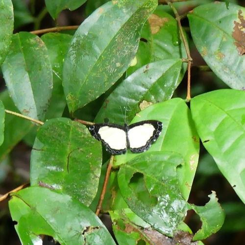 Nymphidium cachrus