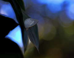 Spalgis lemolea lemolea