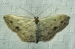 Scopula compensata