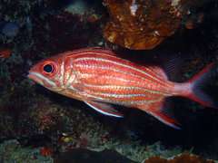 Sargocentron diadema