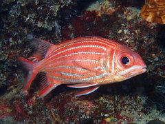 Sargocentron diadema