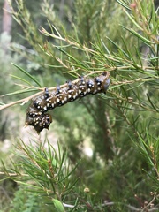 Psalidostetha banksiae