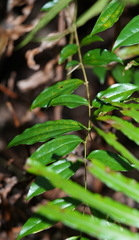 Strychnos cathayensis