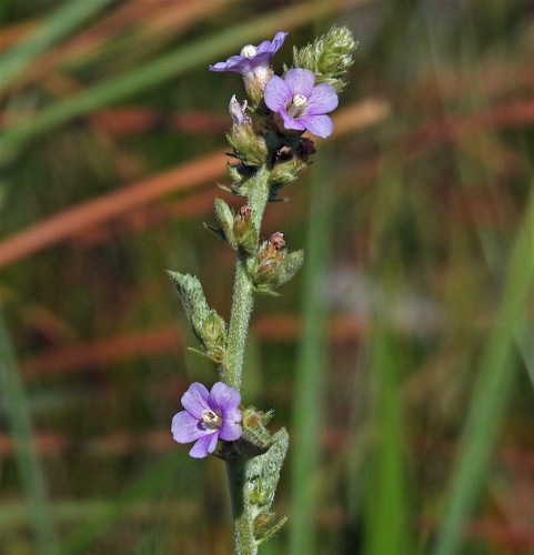 Bretonica peluda (Melochia villosa)