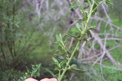 Ceanothus thyrsiflorus griseus