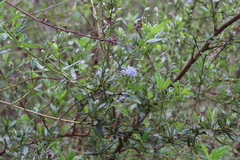 Ceanothus thyrsiflorus griseus