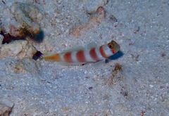 Amblyeleotris aurora