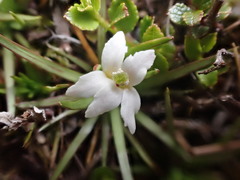 Stylidium subulatum