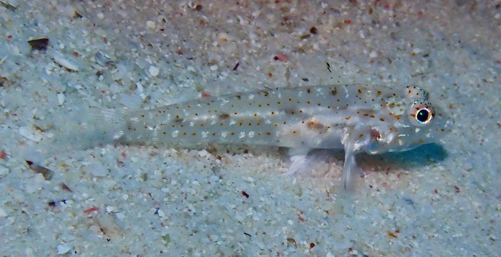 Barenape Goby