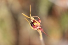 Caladenia pectinata