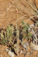 Caladenia pectinata