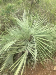 Butia archeri