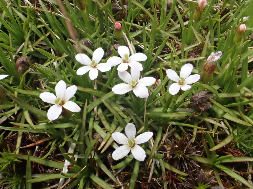 Stylidium subulatum