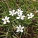 Stylidium subulatum - Photo (c) Paul Maurice, some rights reserved (CC BY-NC), uploaded by Paul Maurice
