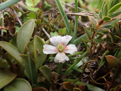 Stylidium subulatum